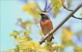 <p>REHEK ZAHRADNÍ - sameček (Phoenicurus phoenicurus) Šluknovsko /Common redstart - Gartenrotschwanz/</p>